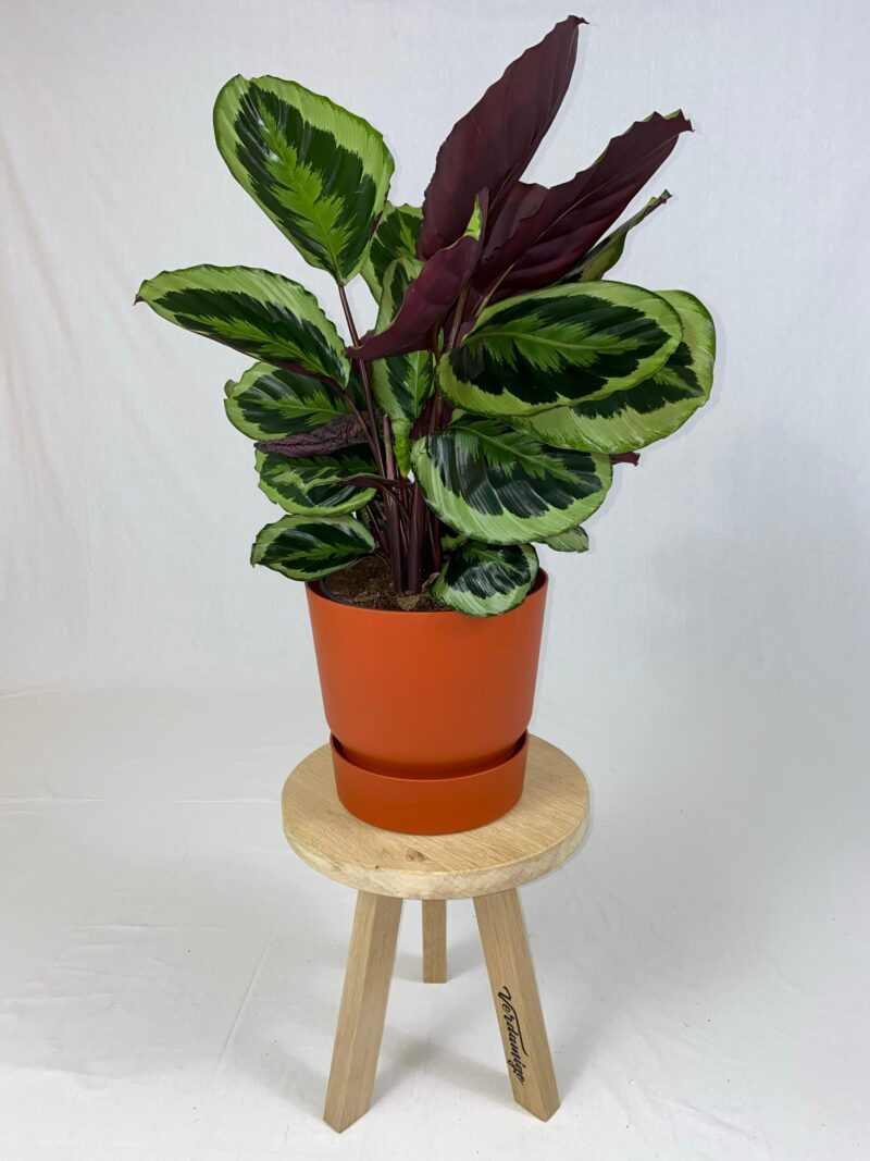 Calathea Medaillon met ElhoGreenville 30 bruin