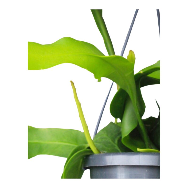 Epiphyllum oxypetalum (hangplant)