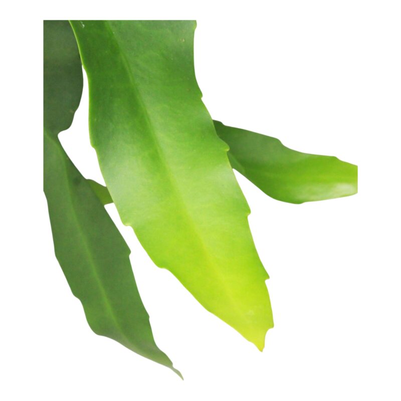 Epiphyllum oxypetalum (hangplant)