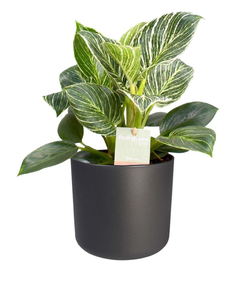 Philodendron ‘Birkin’ in elho b. for soft (antraciet)