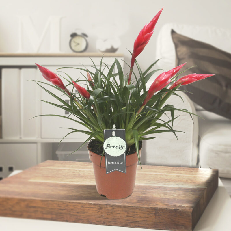 Vriesea Astrid (Multiflower Bromelia)