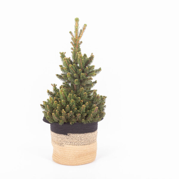 Picea abies "Will's Zwerg" in plantenmand Sumatra Small (Bela Arte)