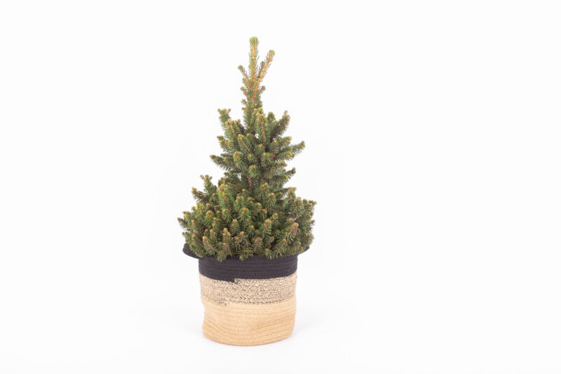 Picea abies "Will's Zwerg" in plantenmand Sumatra Small (Bela Arte)