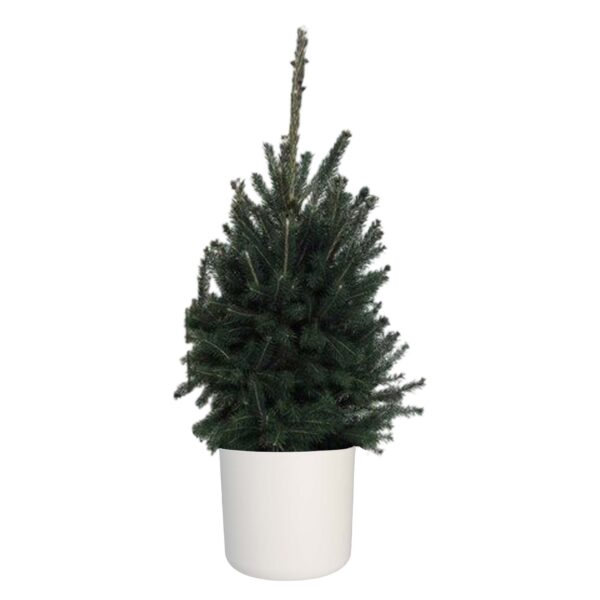 Picea glauca "Super Green"  in ELHO b.for soft rond sierpot (wit)