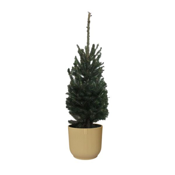 Picea glauca "Super Green"  in ELHO ® Vibes Fold Rond (botergeel)