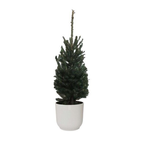 Picea glauca "Super Green"  in ELHO ® Vibes Fold Rond (zijdewit)