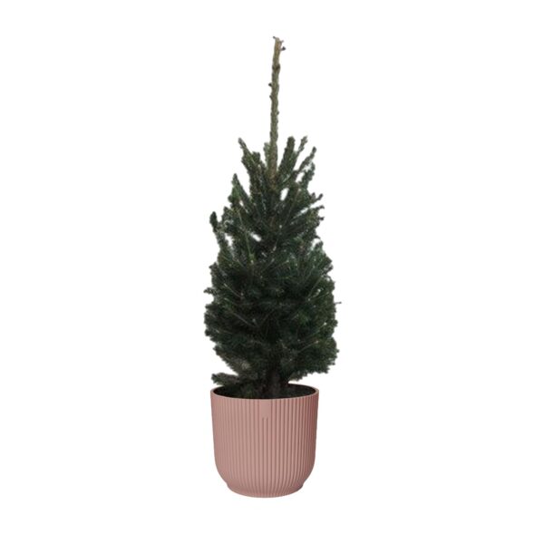 Picea glauca "Super Green"  in ELHO ® Vibes Fold Rond (delicaat roze)