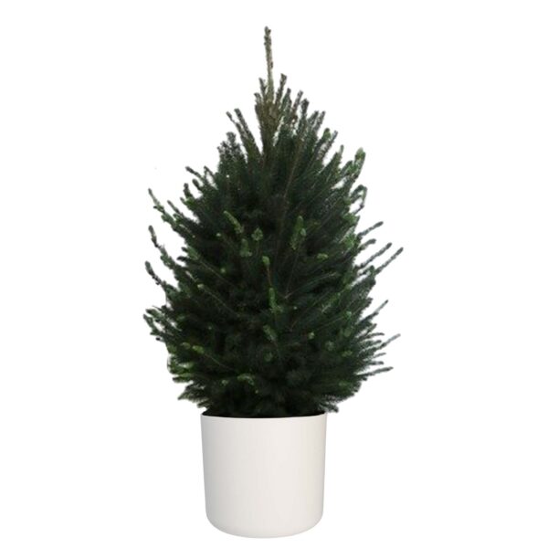 Picea glauca "Super Green" in ELHO b.for soft rond sierpot (wit)
