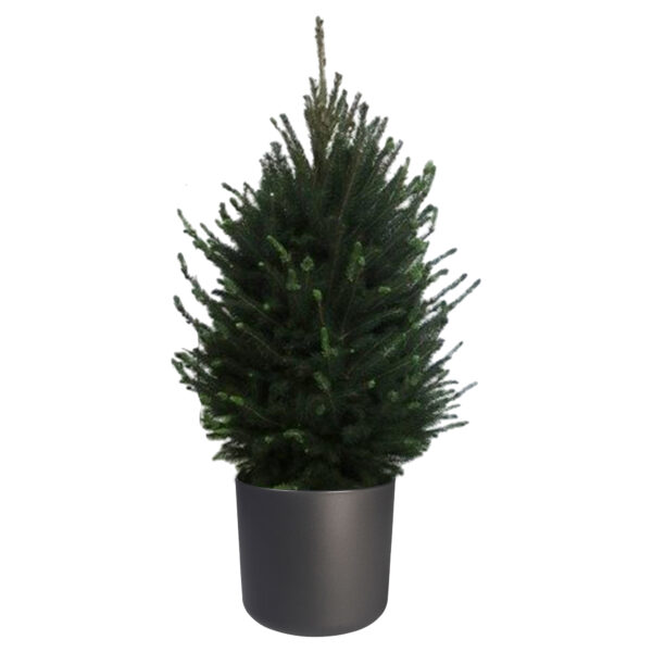 Picea glauca "Super Green" in ELHO b.for soft rond sierpot (antraciet)