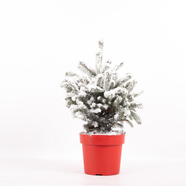 Kerstboom Picea met Sneeuw 75cm