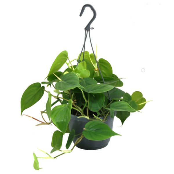 Philodendron Scandens  (hangplant)