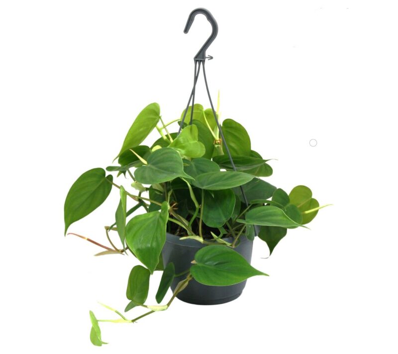 Philodendron Scandens  (hangplant)