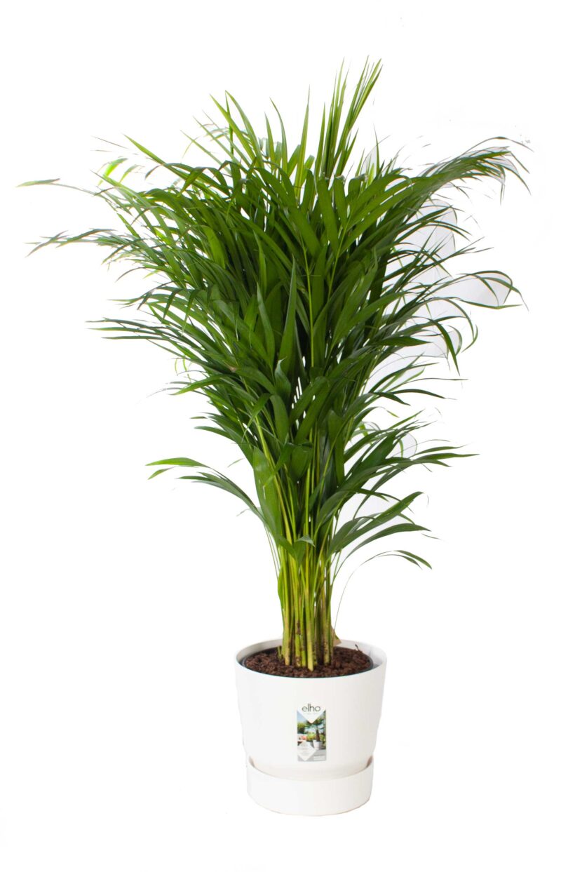 Areca Palm met pot