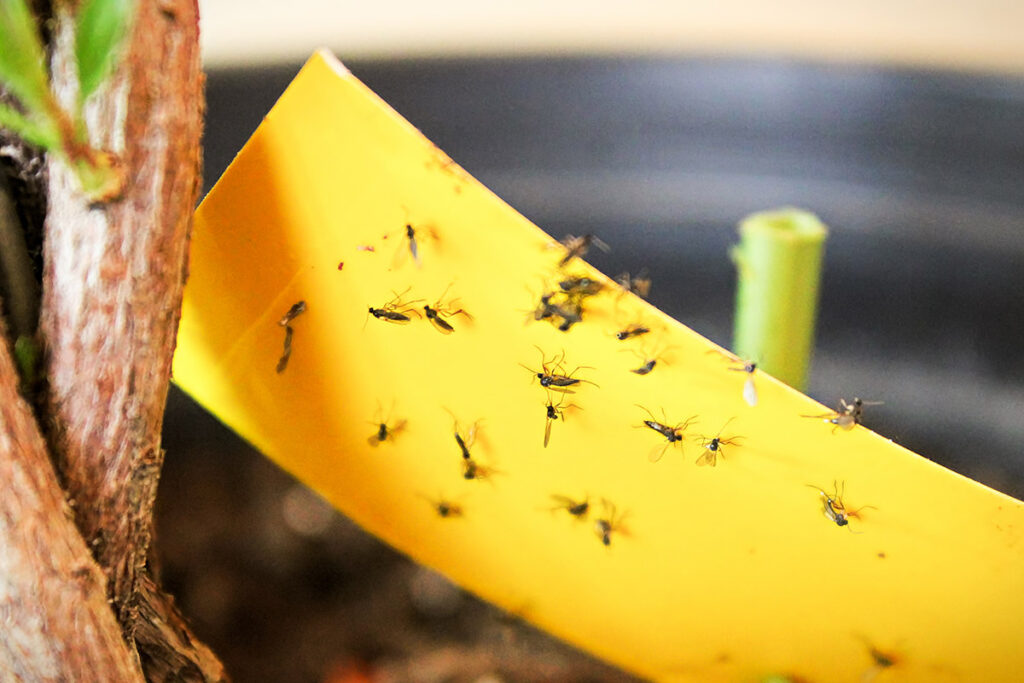 Rouwvliegjes kun je vangen met een gele plakstrip