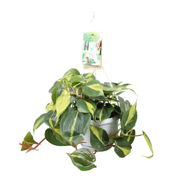 Philodendron Brasil (in hangpot)
