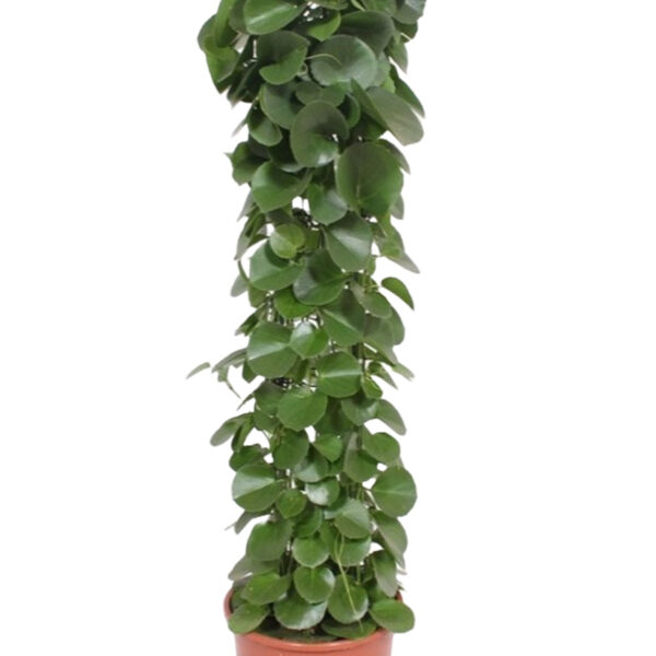 Cissus rotundifolia (gaasrek)