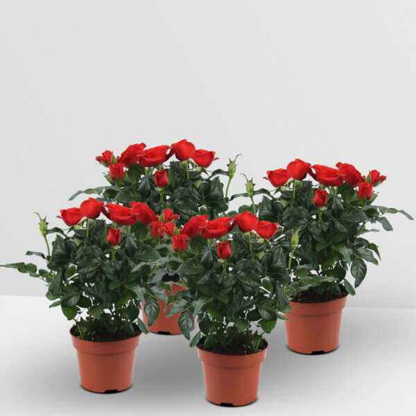 Vier stuks Rozenplant Rosa Red Beau Monde