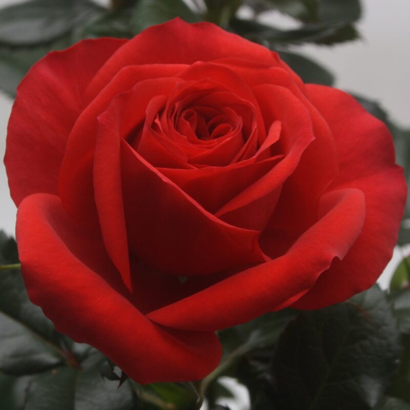 Vier stuks Rozenplant Rosa Red Beau Monde