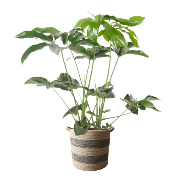 Philodendron Green Wonder in mand "Flores"