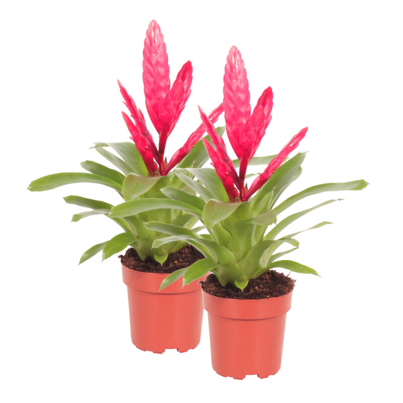 Vriesea Intenso Pink double