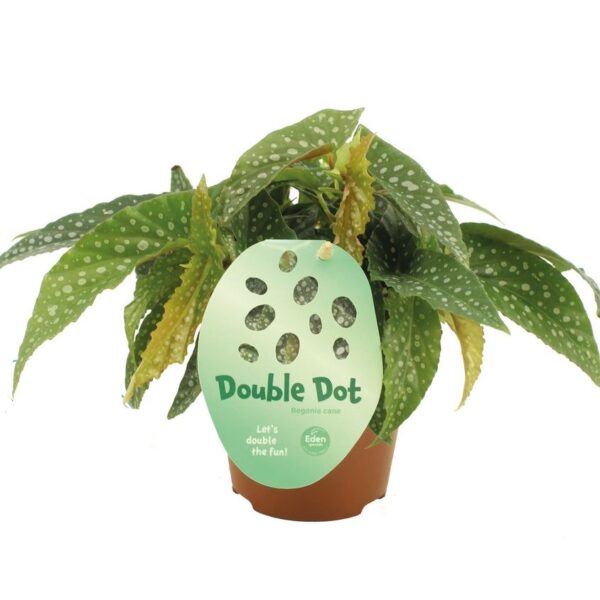 Begonia cane Double Dot