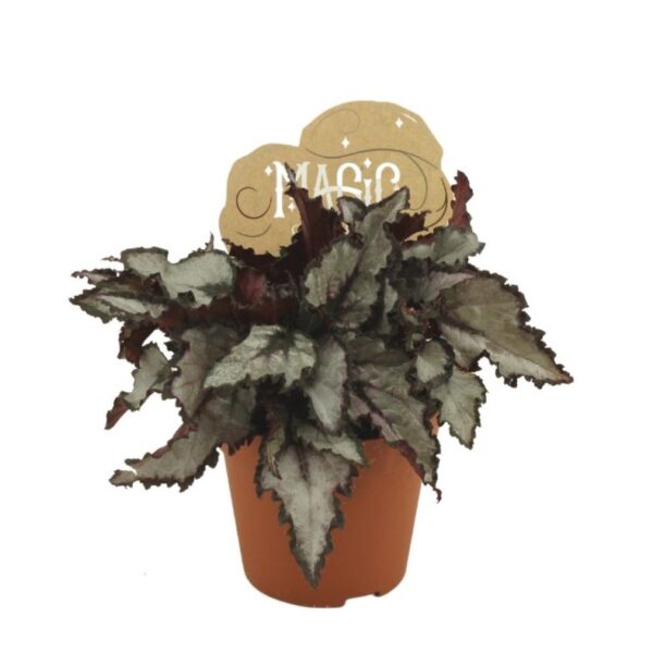 Begonia rex Coco
