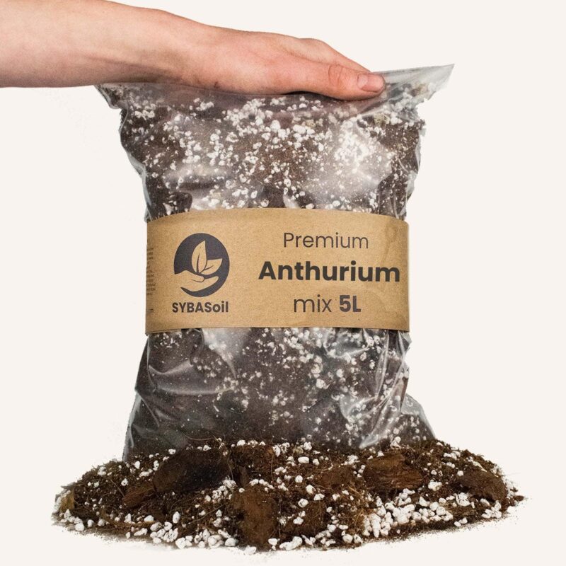 Anthurium mix - 5L