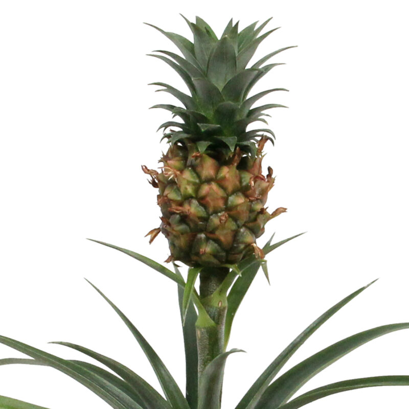 Ananas Corona single