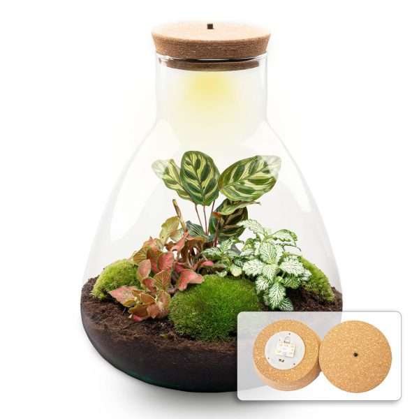 Planten terrarium Sam Calathea met licht 30cm