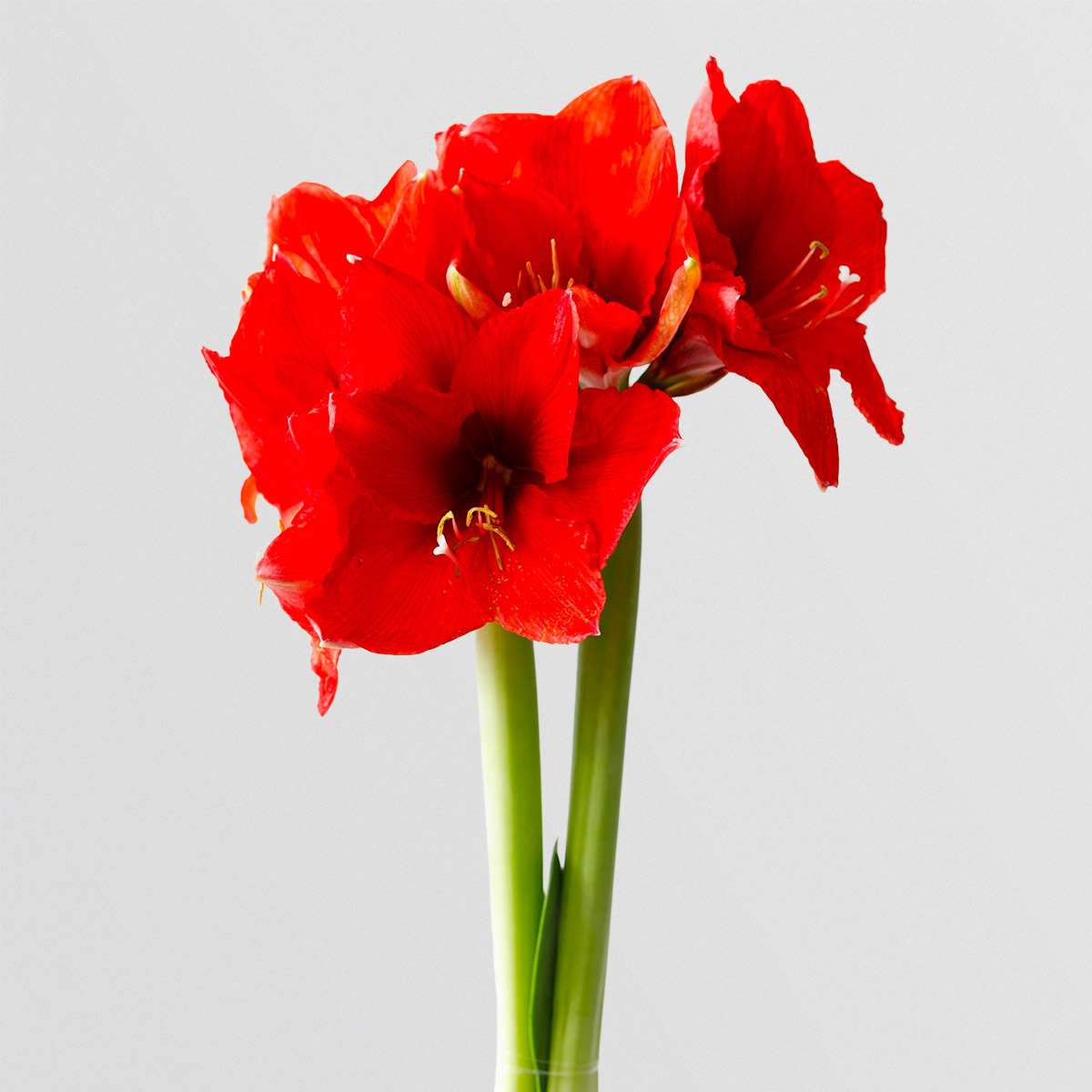 6 stuks Amaryllis in Wax Happy Mix - Afbeelding 2
