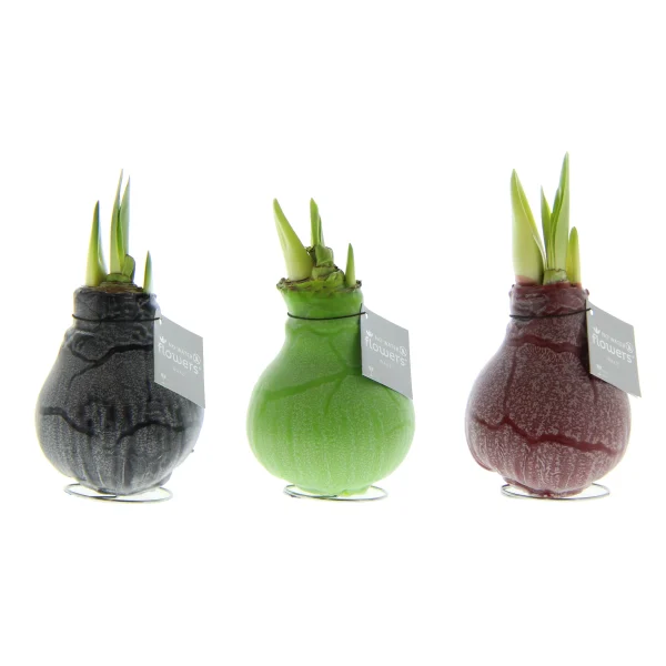 3 stuks Amaryllis in Wax Waxz Marble