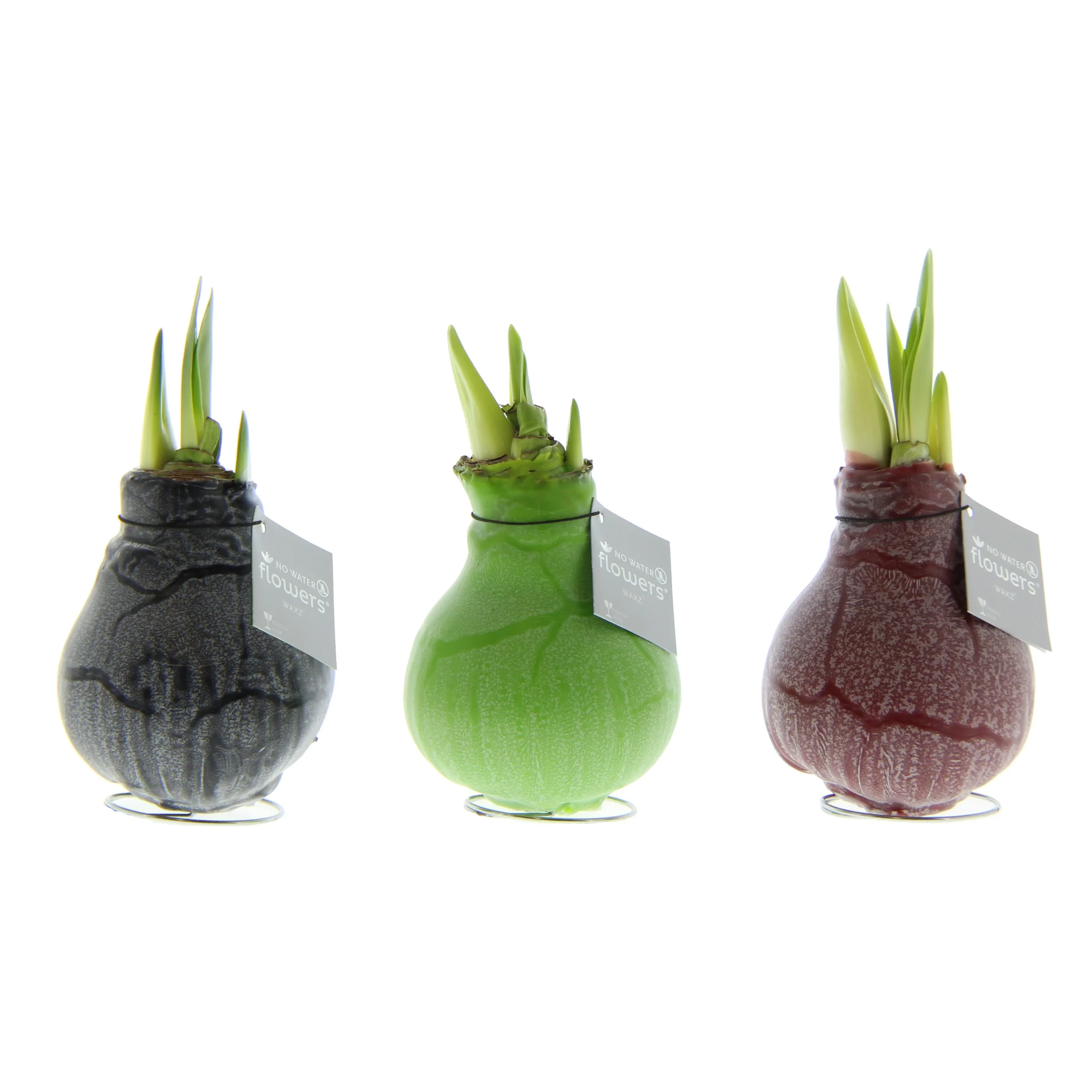 3 stuks Amaryllis in Wax Waxz Marble