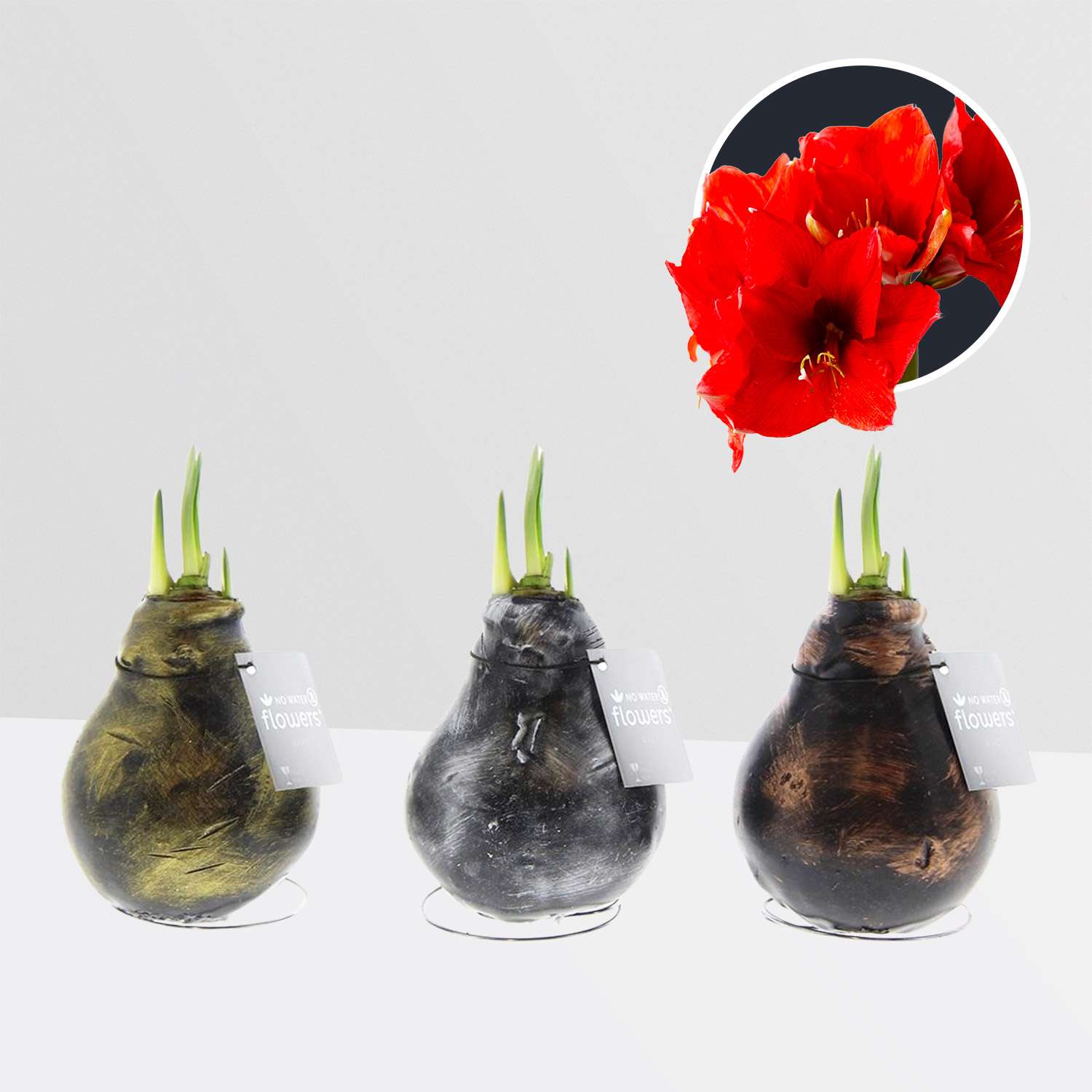 3 stuks Amaryllis in Wax Antiquez Mix