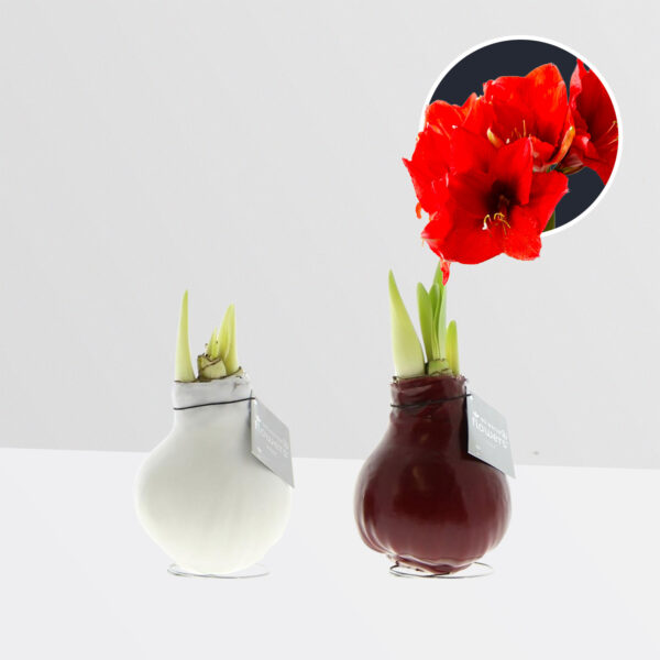 2 stuks Amaryllis in Wax Colorz (Wit, Rood)