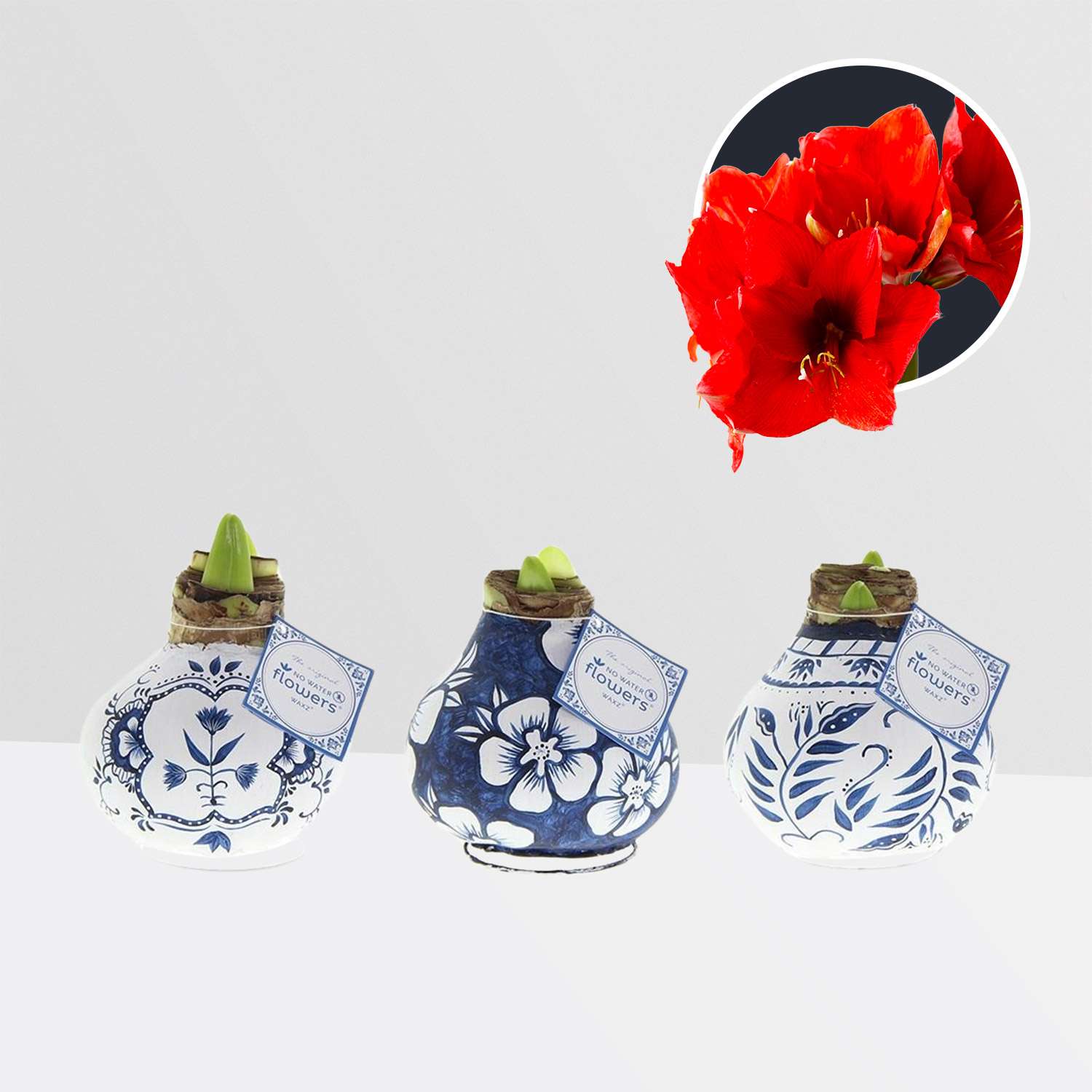 3 stuks Amaryllis in Wax Delfts Blauw