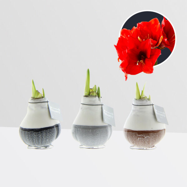 3 stuks Amaryllis in Wax Dipz Natural