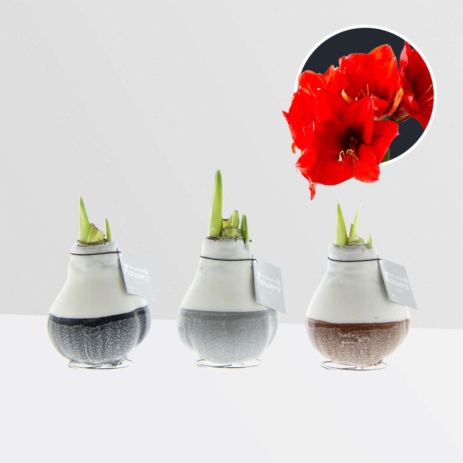 3 stuks Amaryllis in Wax Dipz Natural