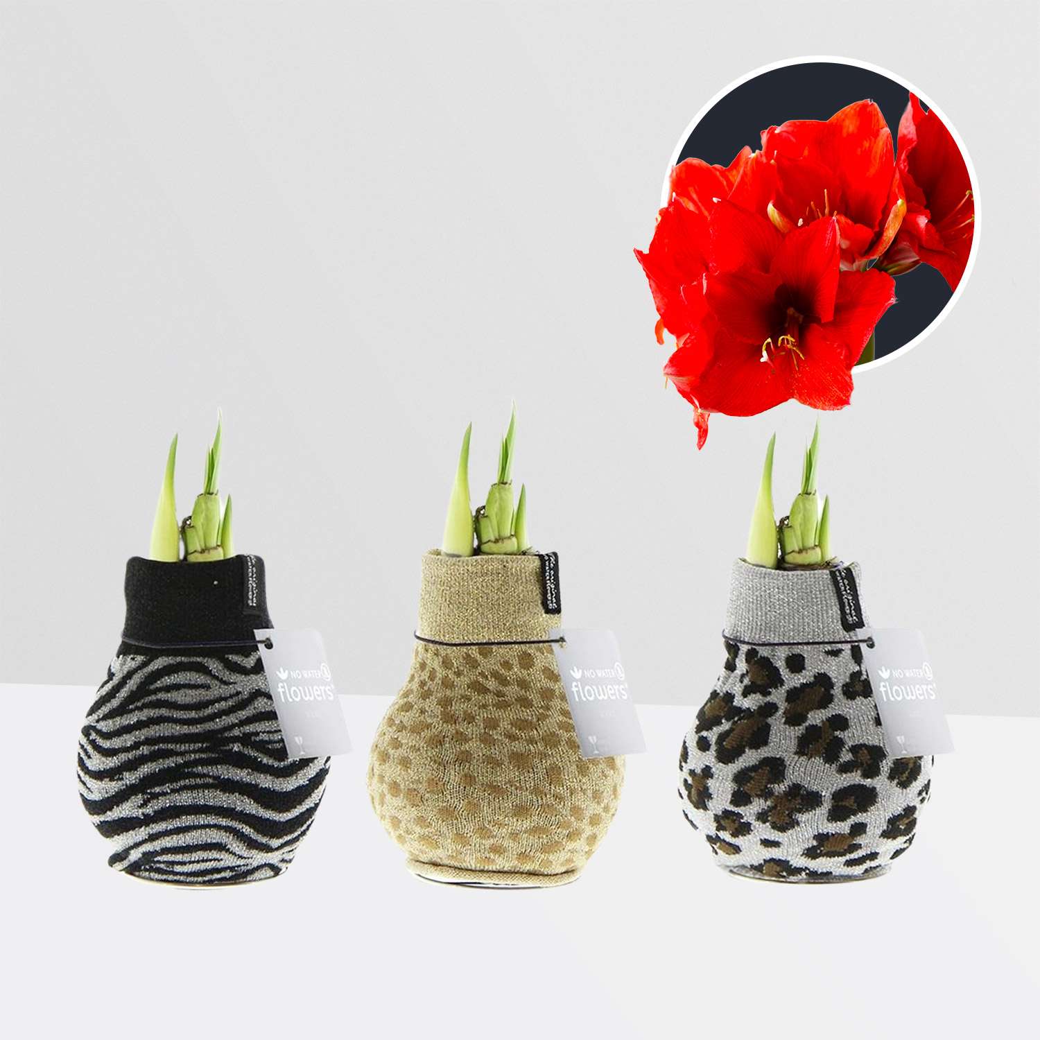 3 stuks Amaryllis in Wax Fashionz Animal Print