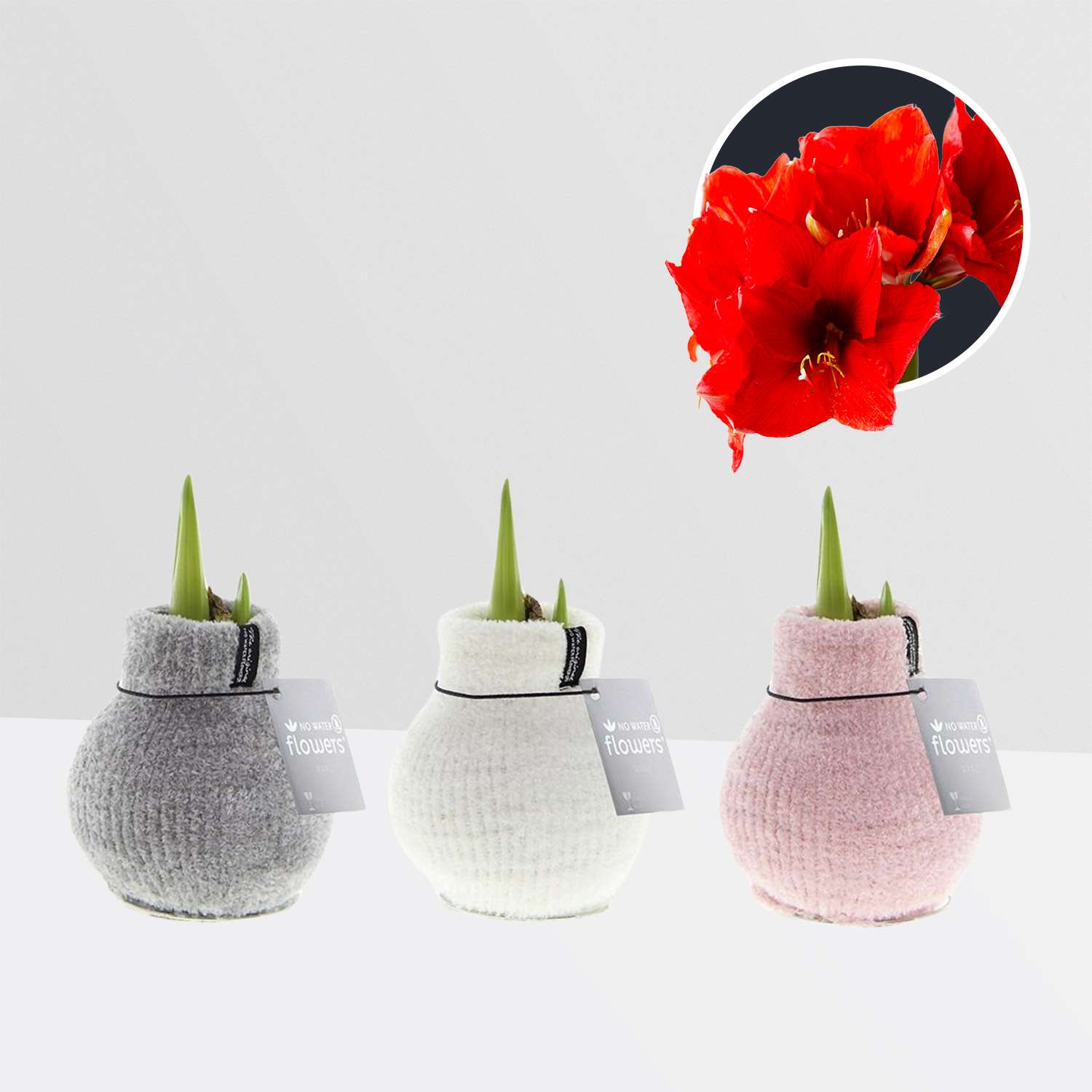 3 stuks Amaryllis in Wax Fashionz Cozy Fluffy