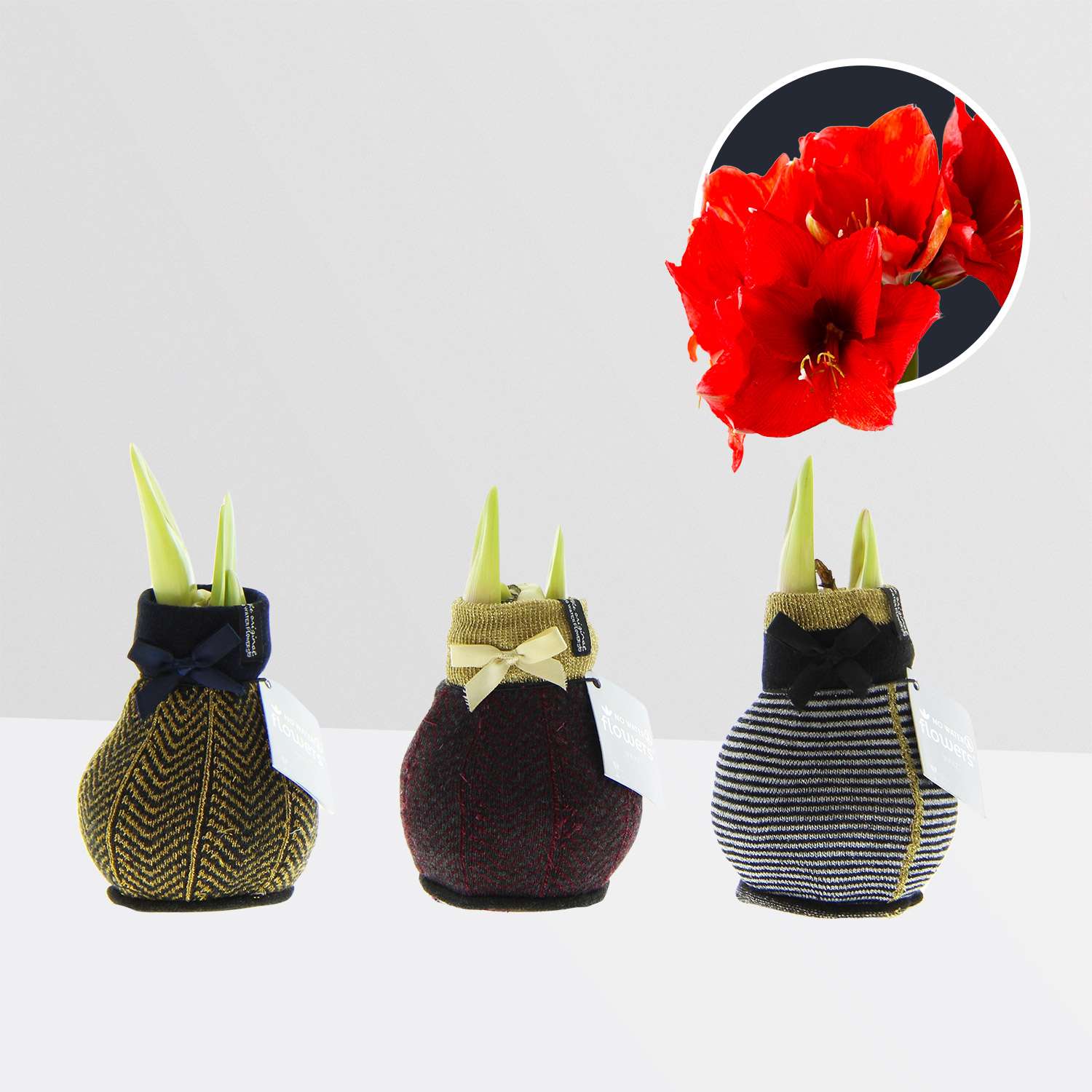 3 stuks Amaryllis in Wax Fashionz Elegant