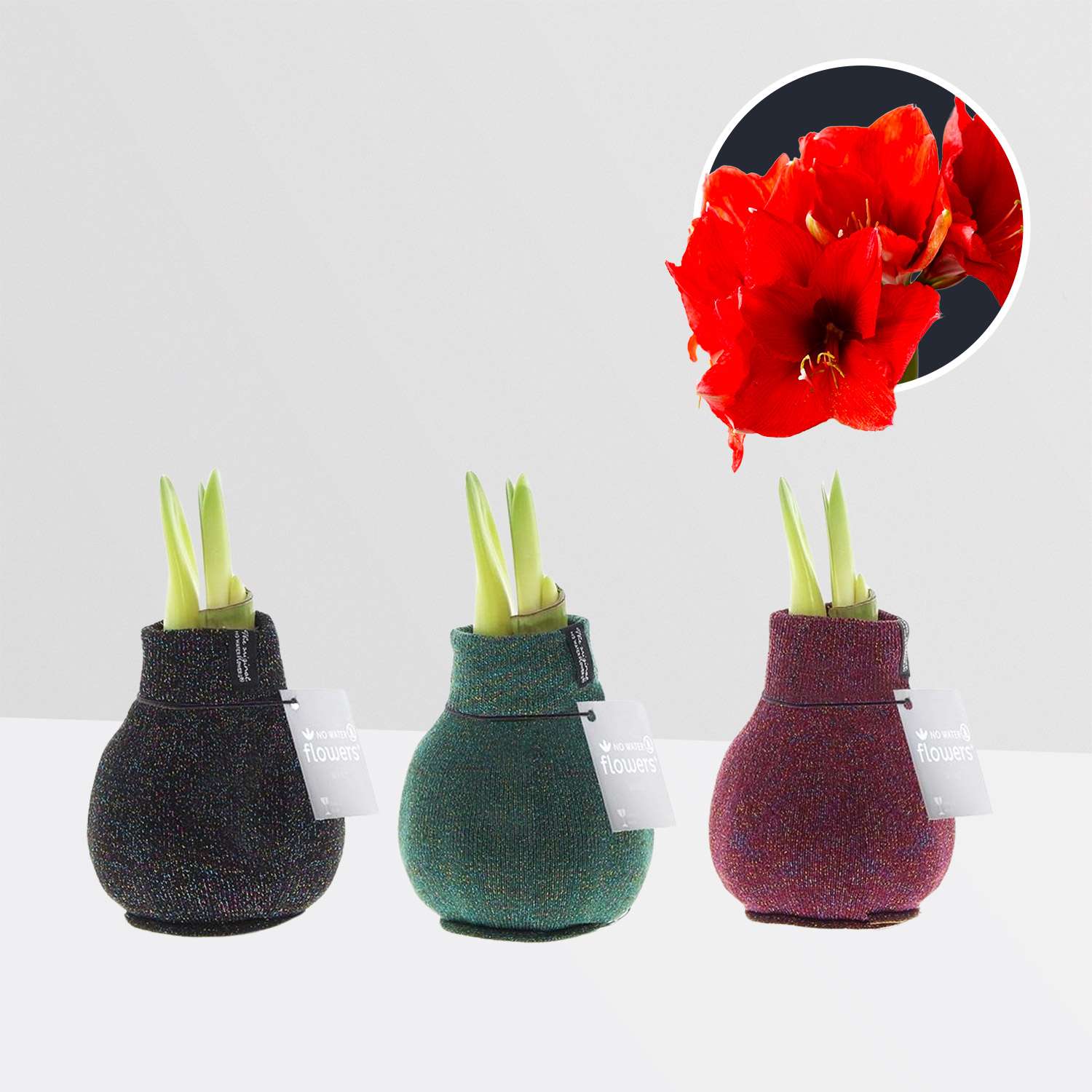 3 stuks Amaryllis in Wax Fashionz Patternz Shine