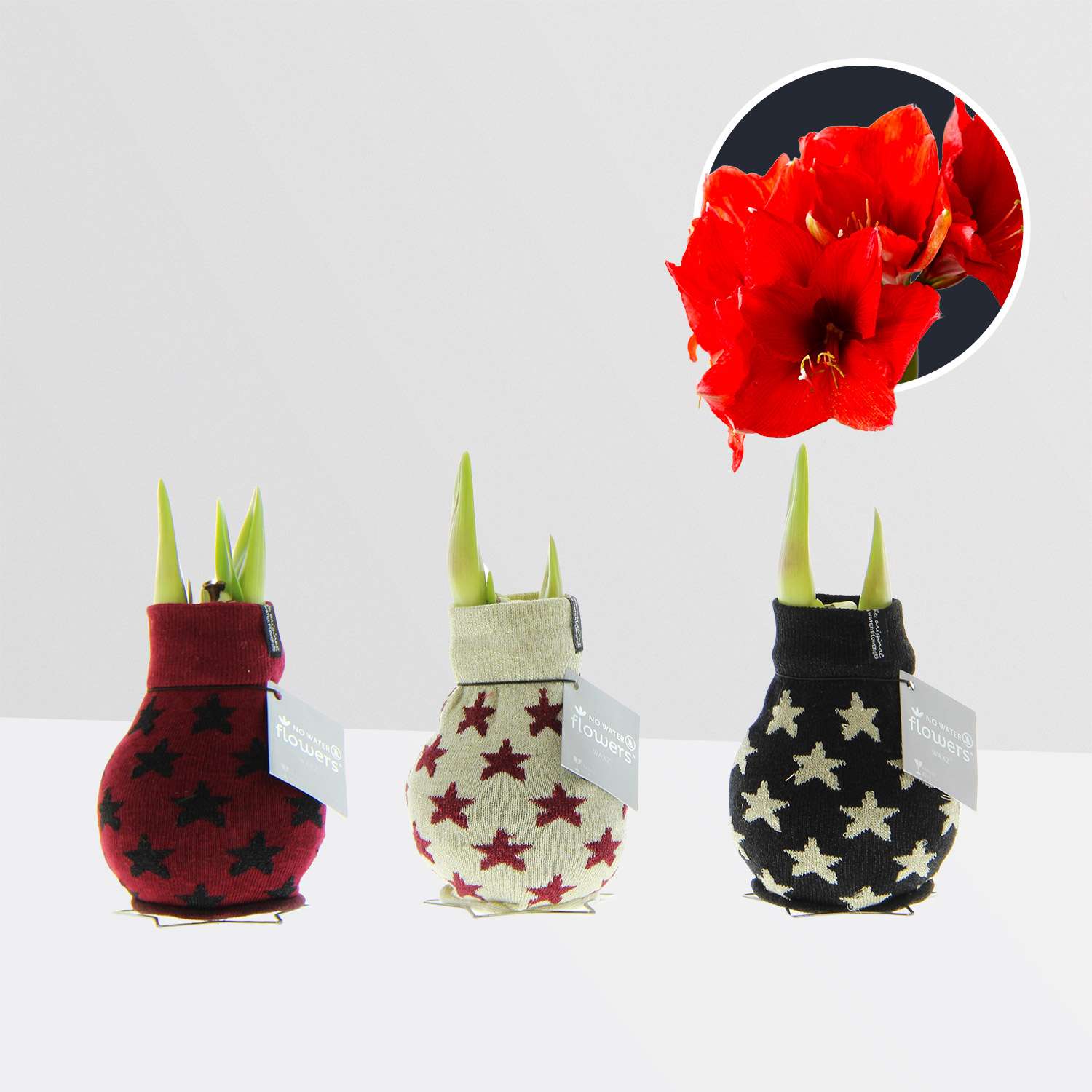 3 stuks Amaryllis in Wax Fashionz Patternz Star
