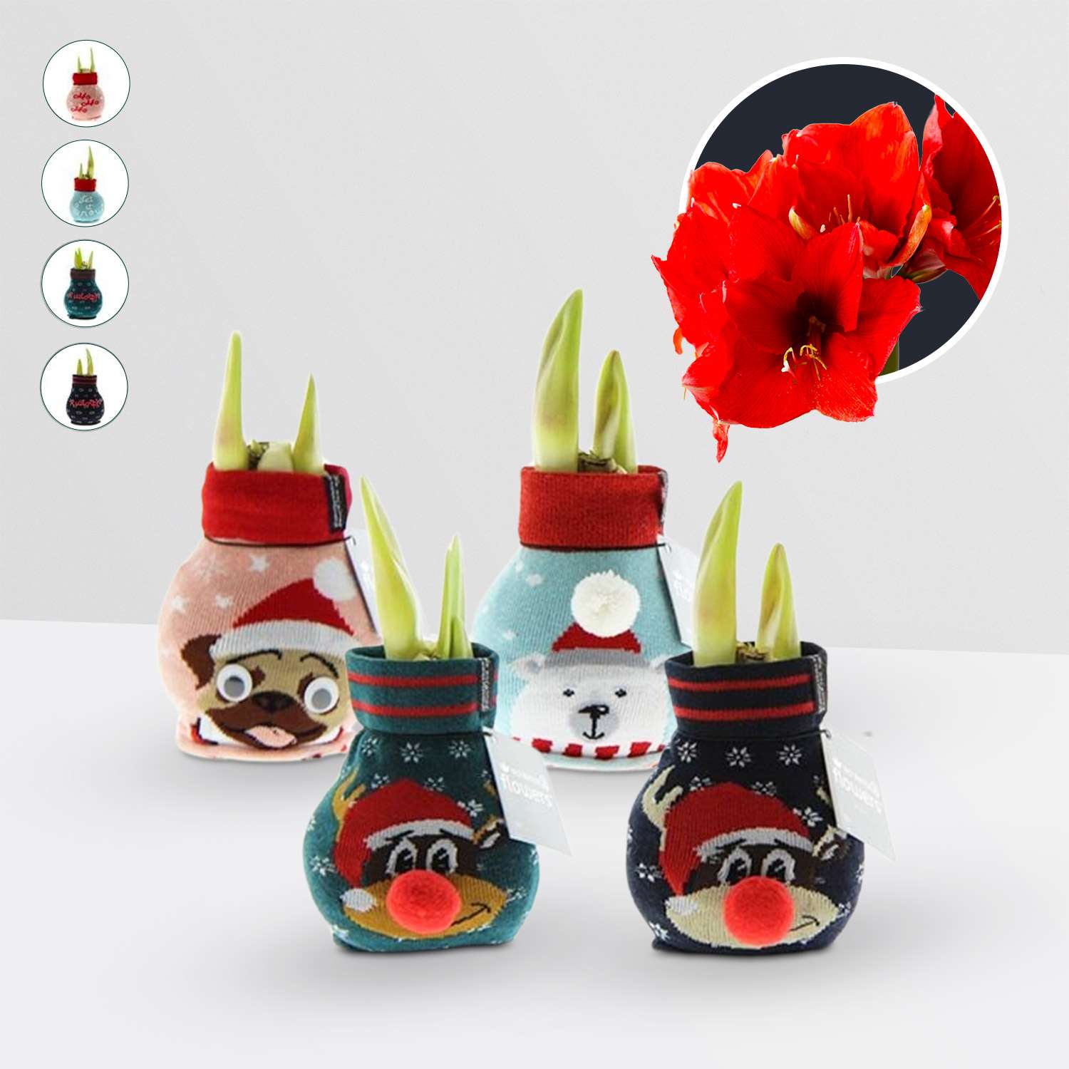 4 stuks Amaryllis in Wax Fashionz Silly Mix