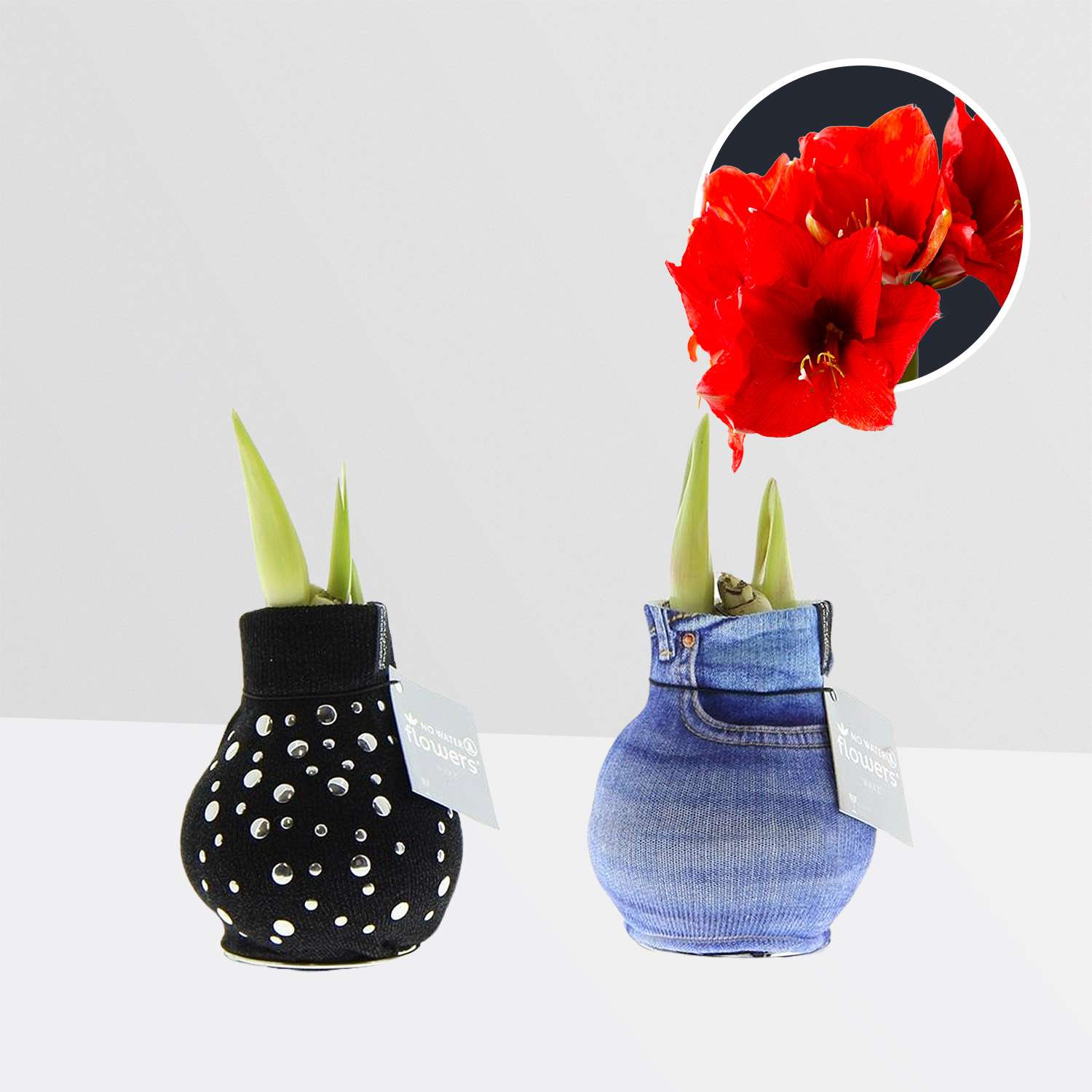 2 stuks Amaryllis in Wax Fashionz Streetlife
