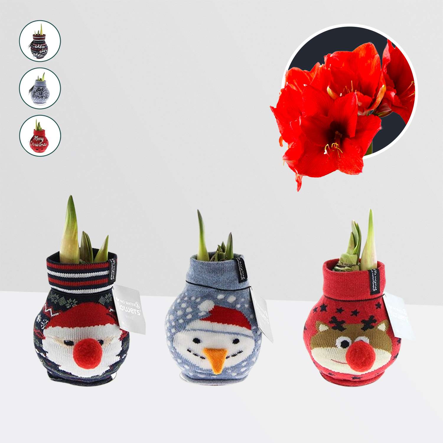 3 stuks Amaryllis in Wax Fashionz Xmas