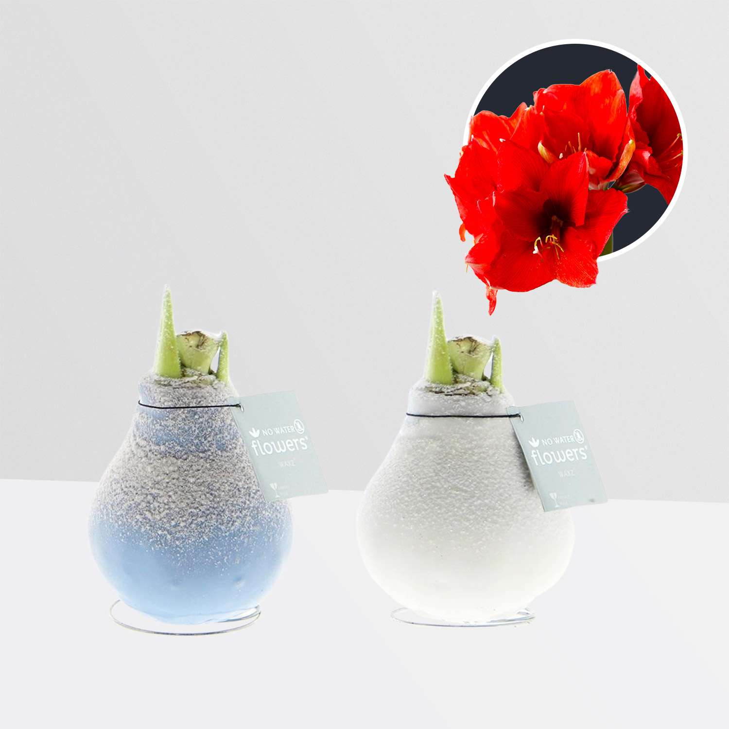 2 stuks Amaryllis in Wax Frozen Mix