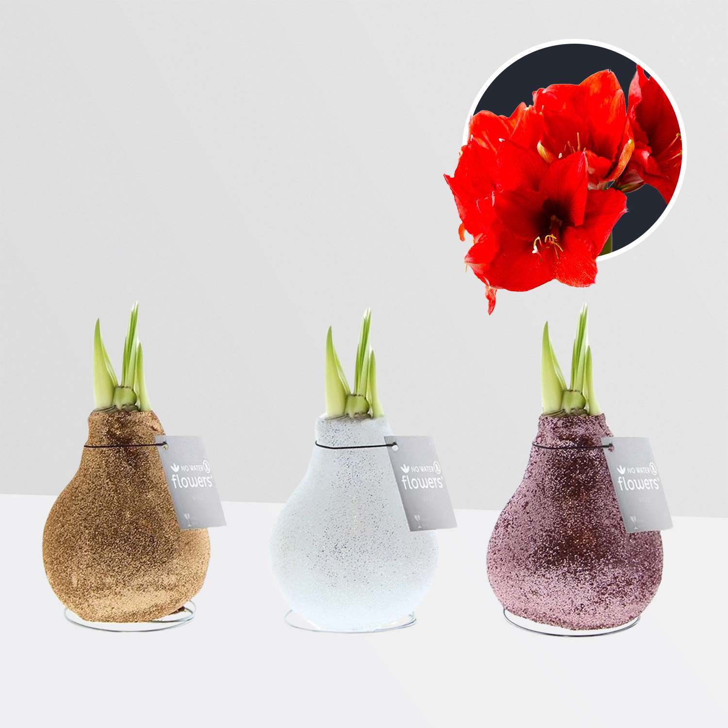 3 stuks Amaryllis in Wax Glitterz (Goud, Wit, Paars)