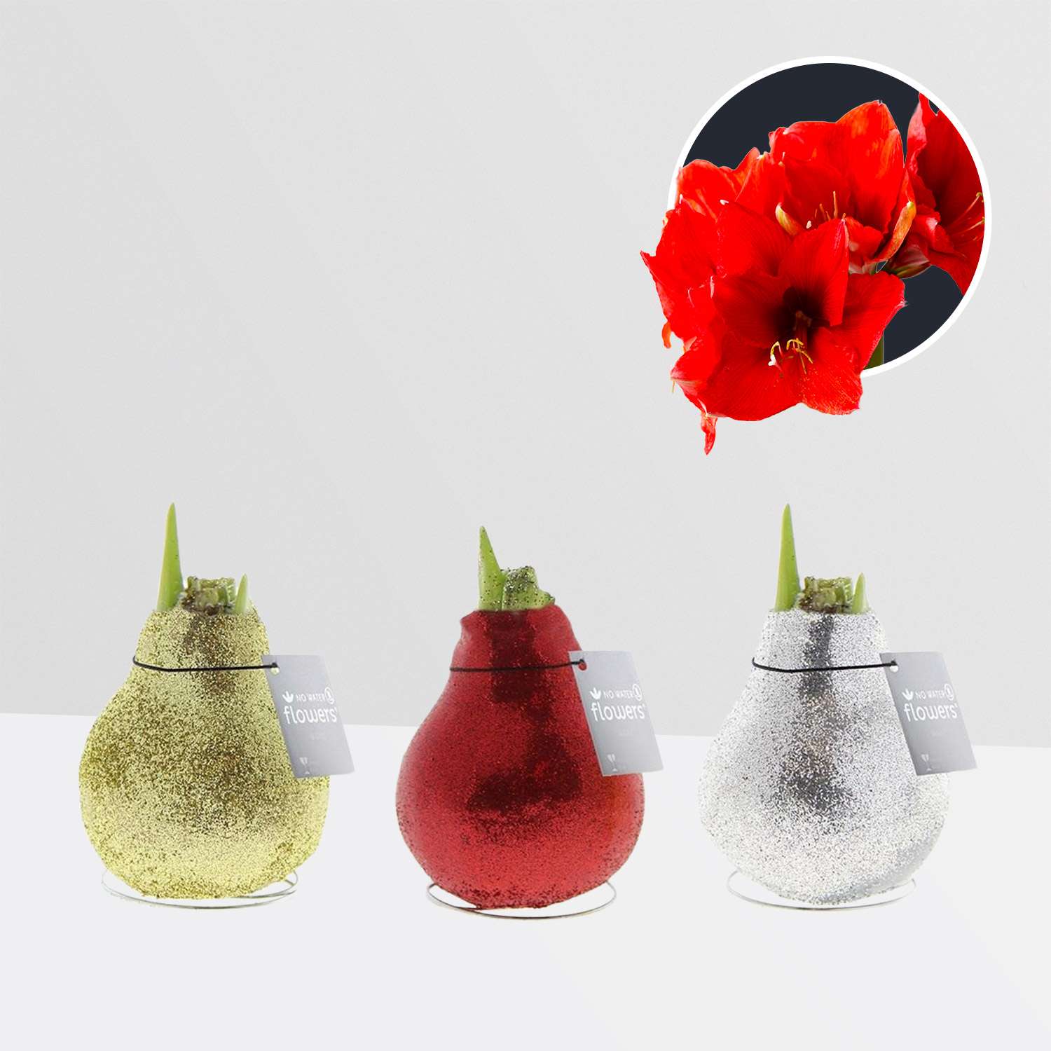 3 stuks Amaryllis in Wax Glitterz (Goud, Rood, Zilver)