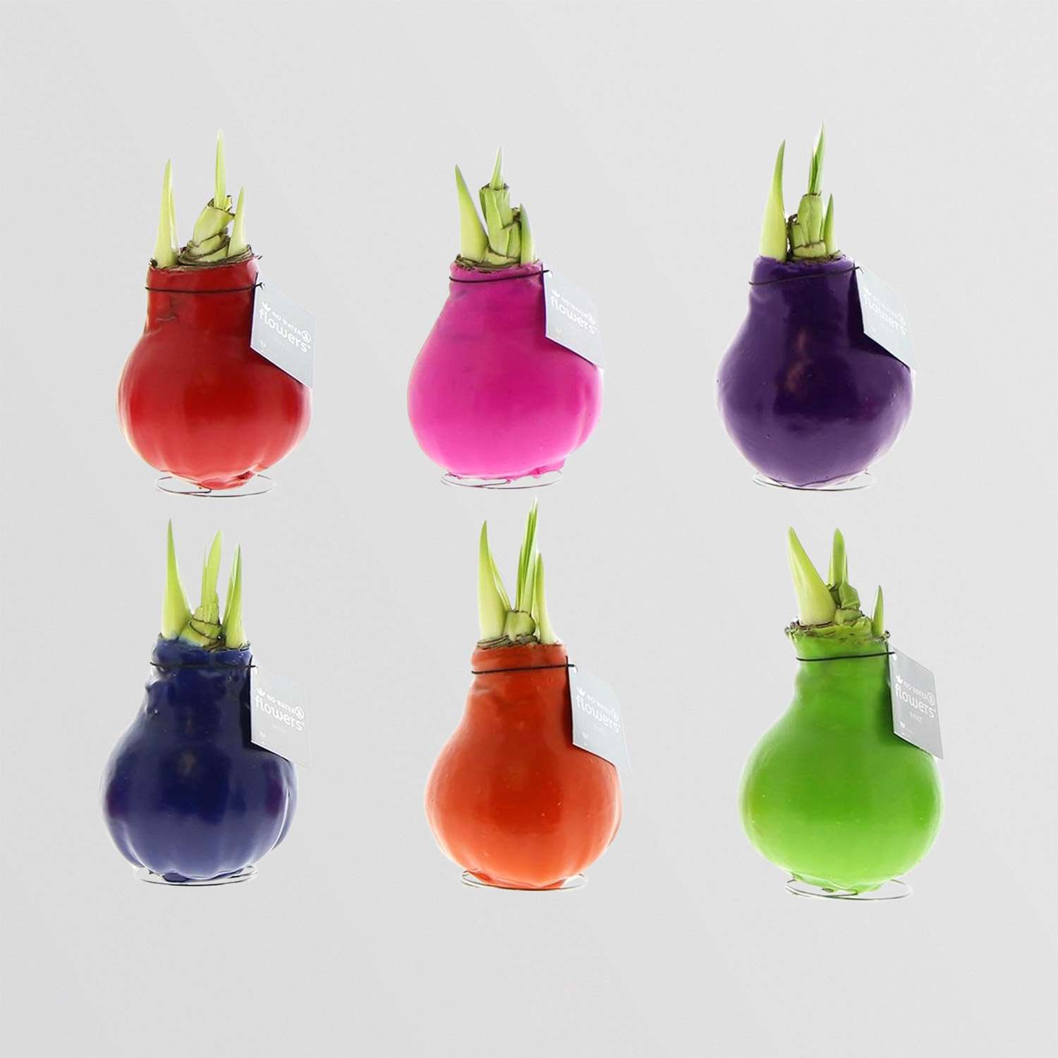 6 stuks Amaryllis in Wax Happy Mix