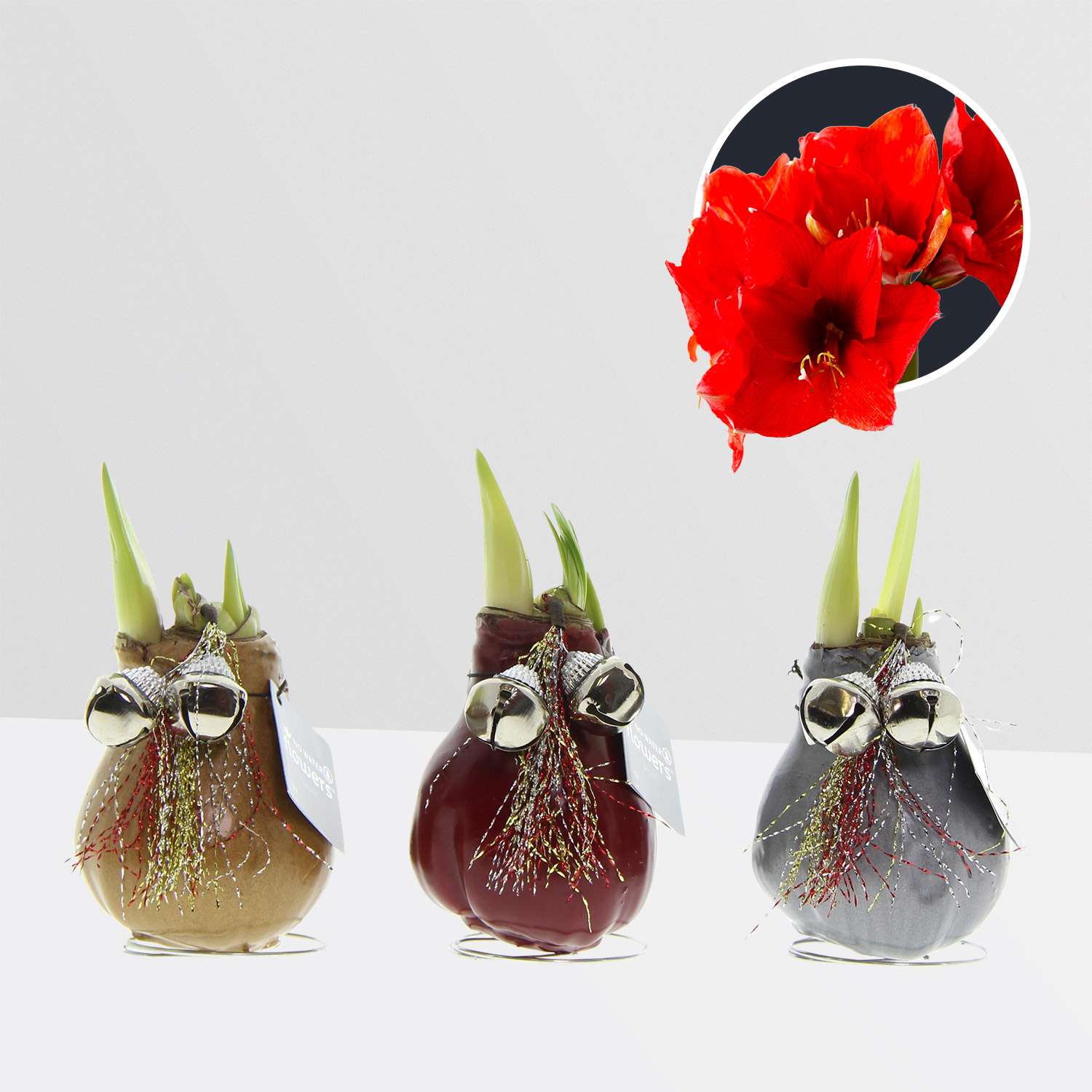 3 stuks Amaryllis in Wax Jingle Bellz
